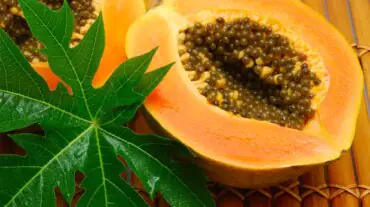 papaya leaf extract to increase platelet count