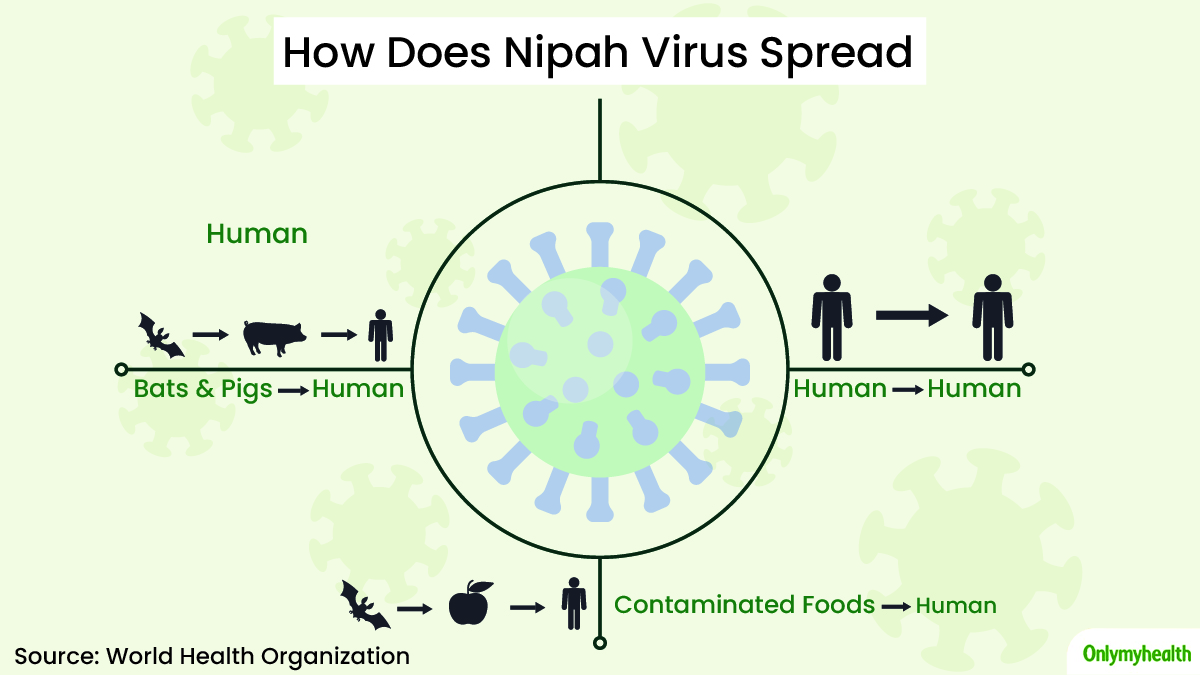 How Does Nipah Virus Spread
