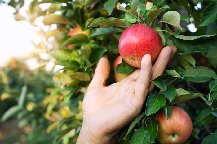 How Apples Help Lower Blood Pressure