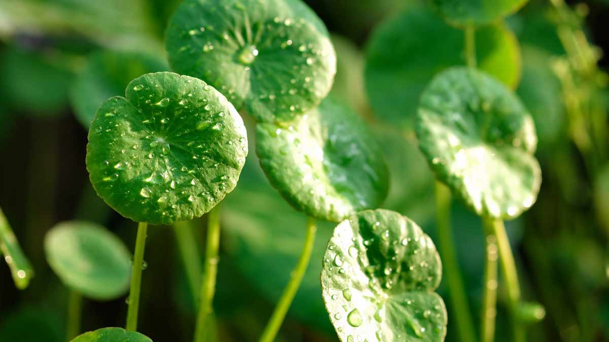 Expert Shares How To Use Gotu Kola To Nurture Your Cognitive Health
