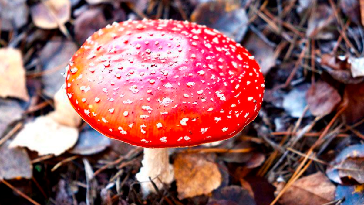 Are Magic Mushrooms Legal