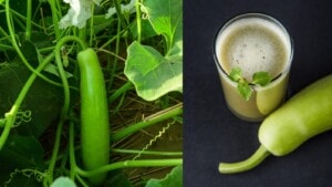 Drinking bottle gourd on an empty stomach may help you lose weight, says my mom